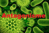 Pengertian Antagonisme