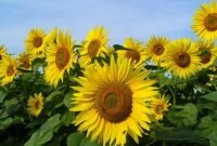 puisi-tentang-bunga Puisi tentang bunga