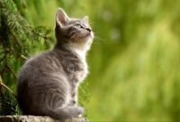 puisi-tentang-hewan Puisi tentang hewan