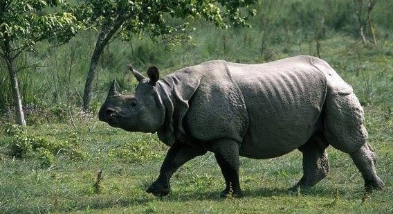 Puisi tentang hewan langka